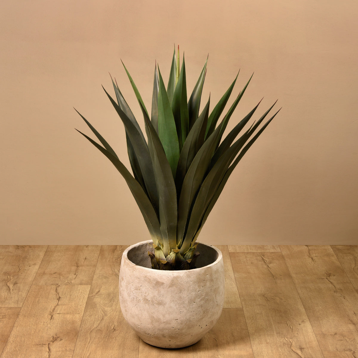 Agave Large