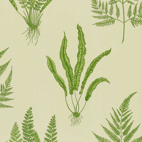 Sanderson Woodland Ferns Wallpaper