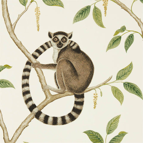 SANDERSON Ringtailed Lemur Wallpaper